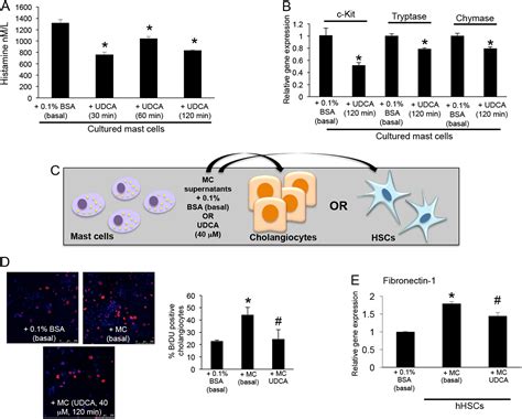 Ursodeoxycholate inhibits mast cell activation and reverses 